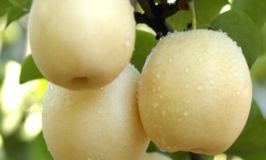 Fresh Pear Fruit Ya Pear for Sale