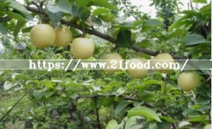 Fresh Pear Fruit Ya Pear for Sale