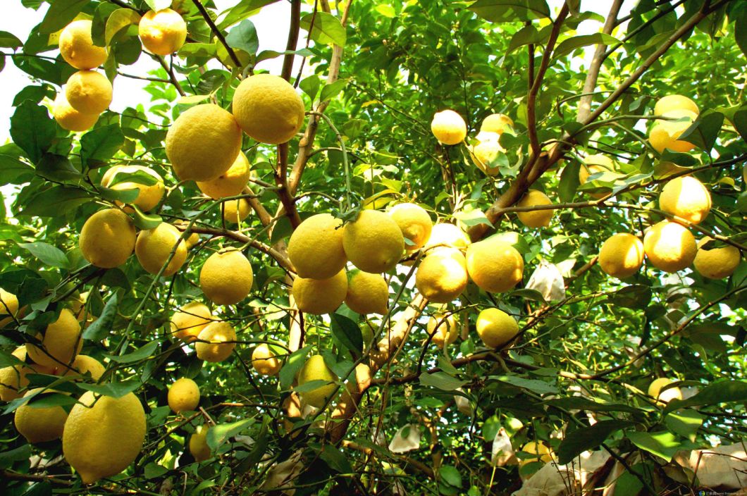 New Crop High Quality Fresh Lemons