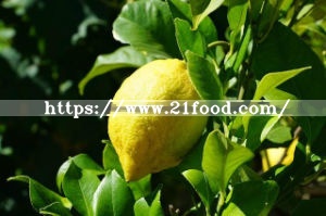 New Crop High Quality Fresh Lemons