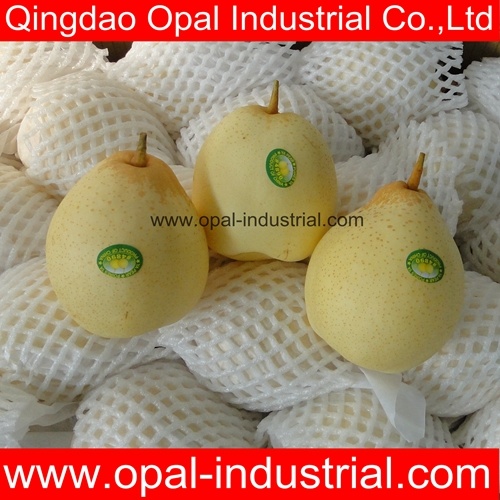 New Crop  Ya  Pear  with Good Price for Exporting