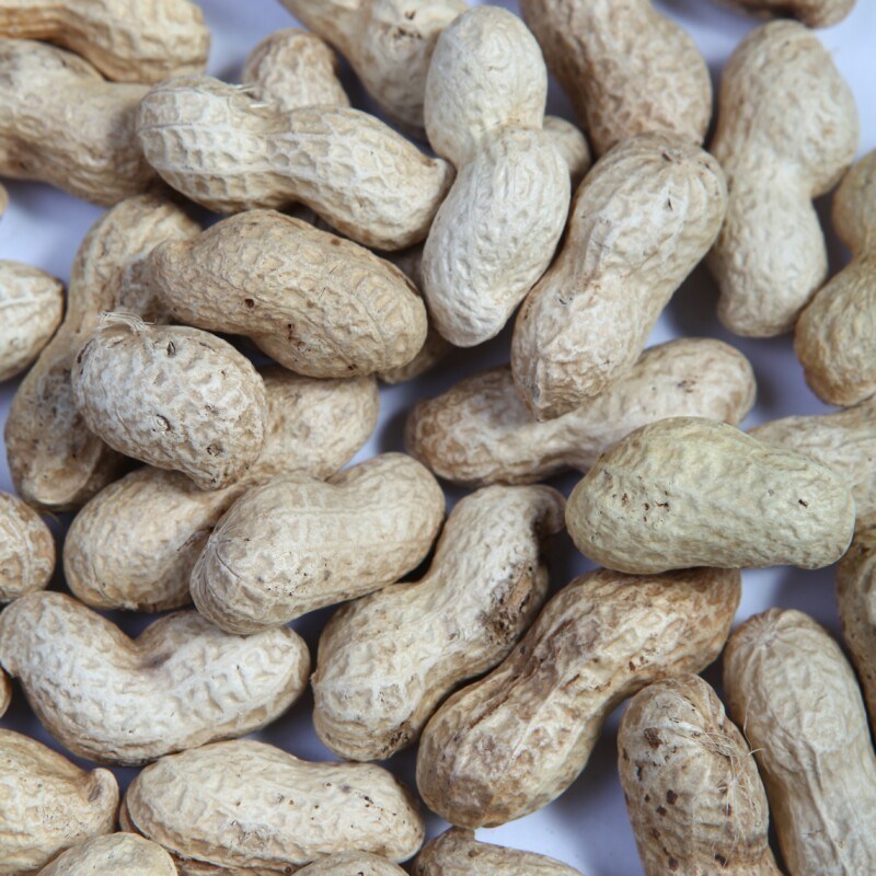 New Crop Peanuts in Shell