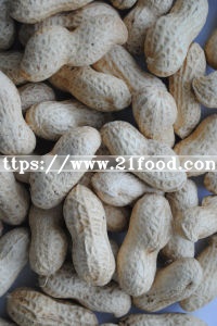 New Crop Peanuts in Shell