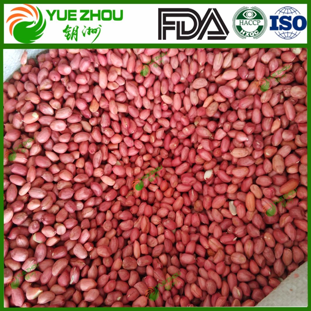Silihong 60/70 Red Skin Peanuts Kernerls From China with Price