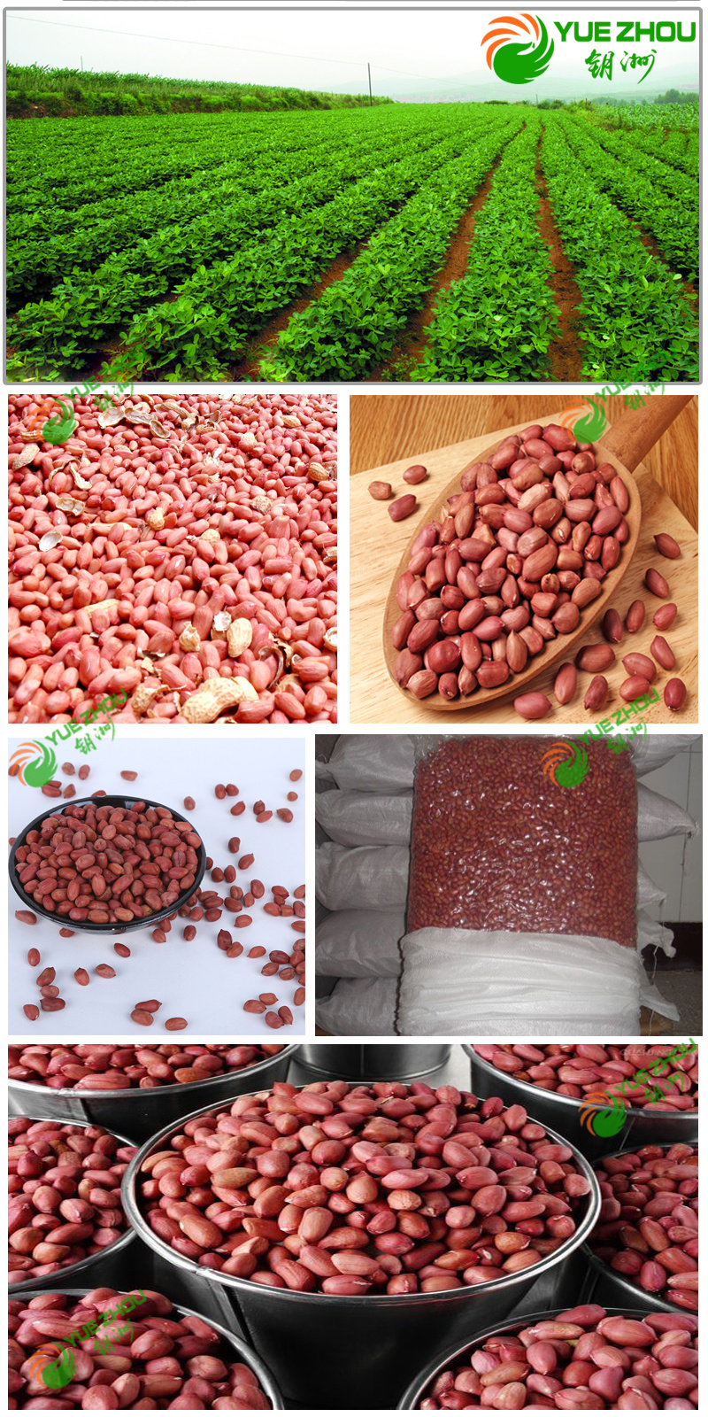 60/70 Red Skin Peanuts Kernerls with 25kg Vacuum Bag Packing