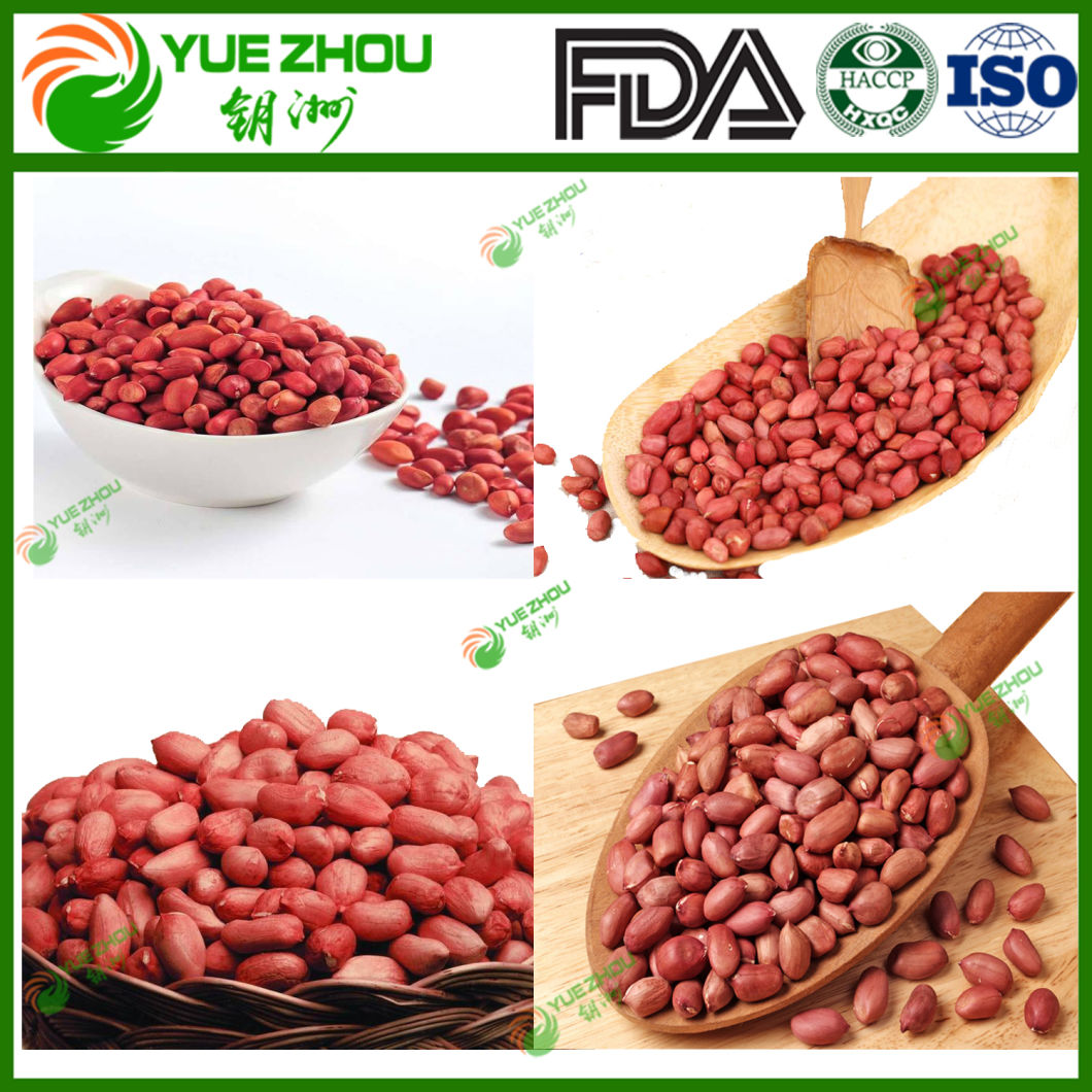 Raw Red Skin Peanut Kernel with Factory Price