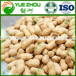 Top Quality Raw Peanut in Shell with Cheap Price