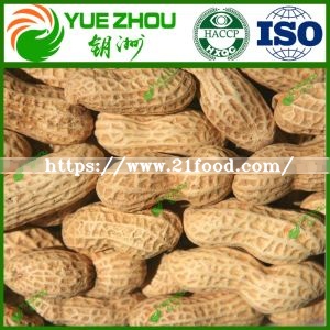 Top Quality Raw Peanut in Shell with Cheap Price