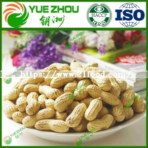 Peanut in Shell with Wholesale Price and Competitive Price