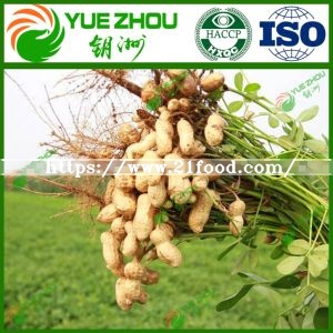 Supply Raw New Crop Fresh Round Red Skin Peanut Kernels