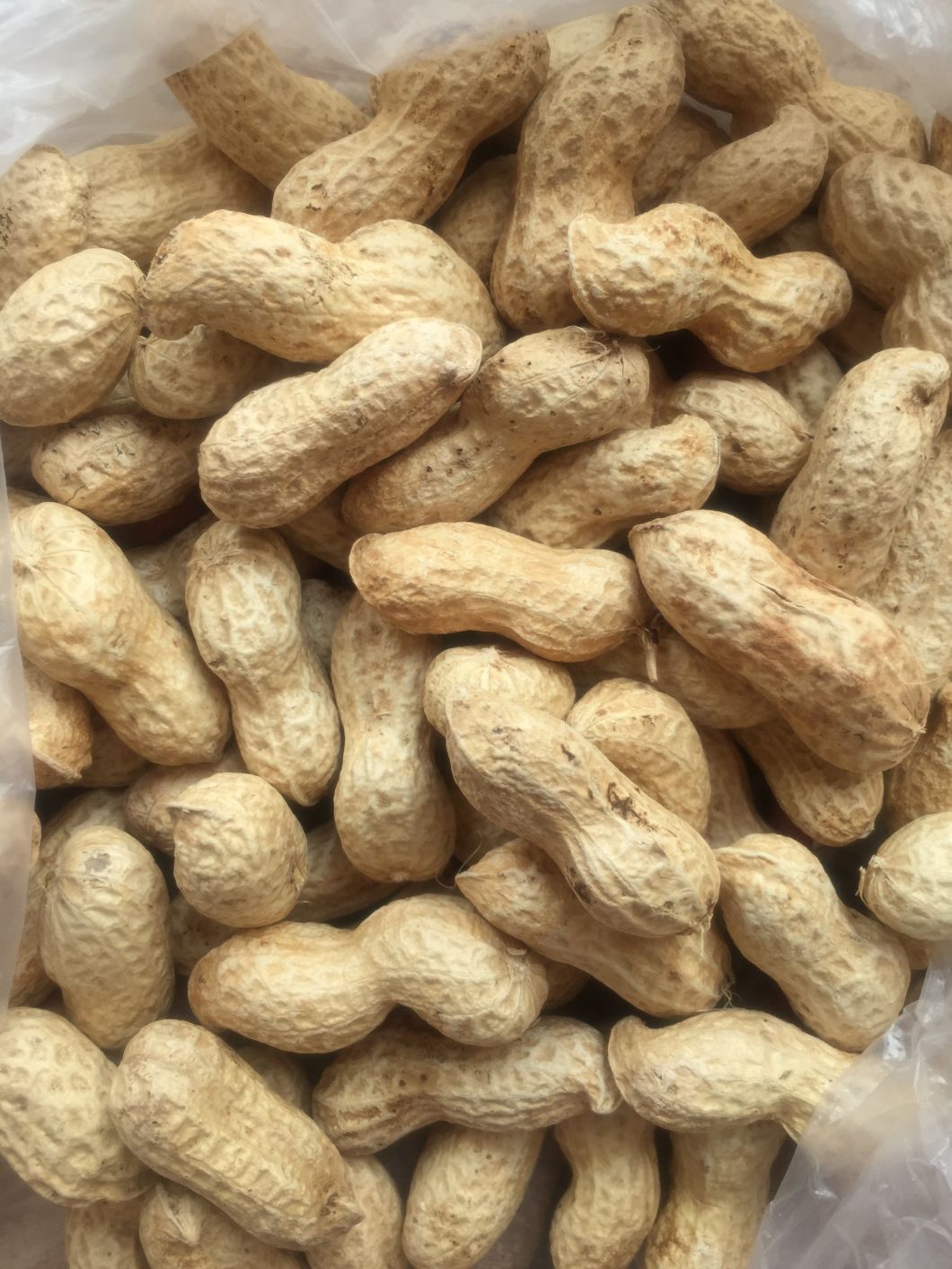 New Crop 2018, Peanut in Shell, 9/11, Origin of China