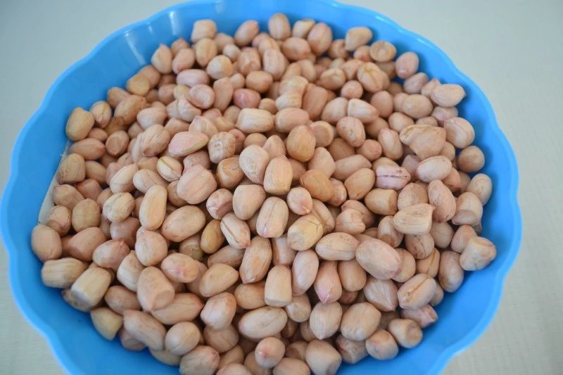 New Crop Large Peanut Kernel