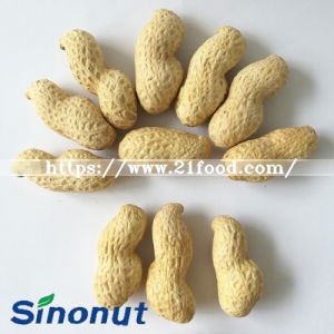 Luhua Type Peanut in Shell