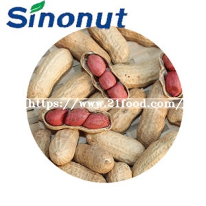 Peanut in Shell with Three Seeds