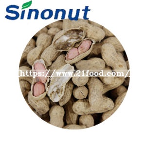 Peanut in Shell with Three Seeds