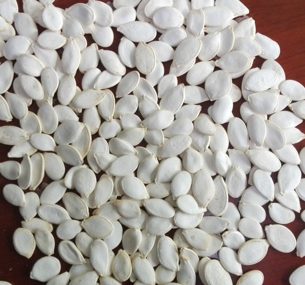 Exporting New Crop Snow White Pumpkin Seeds