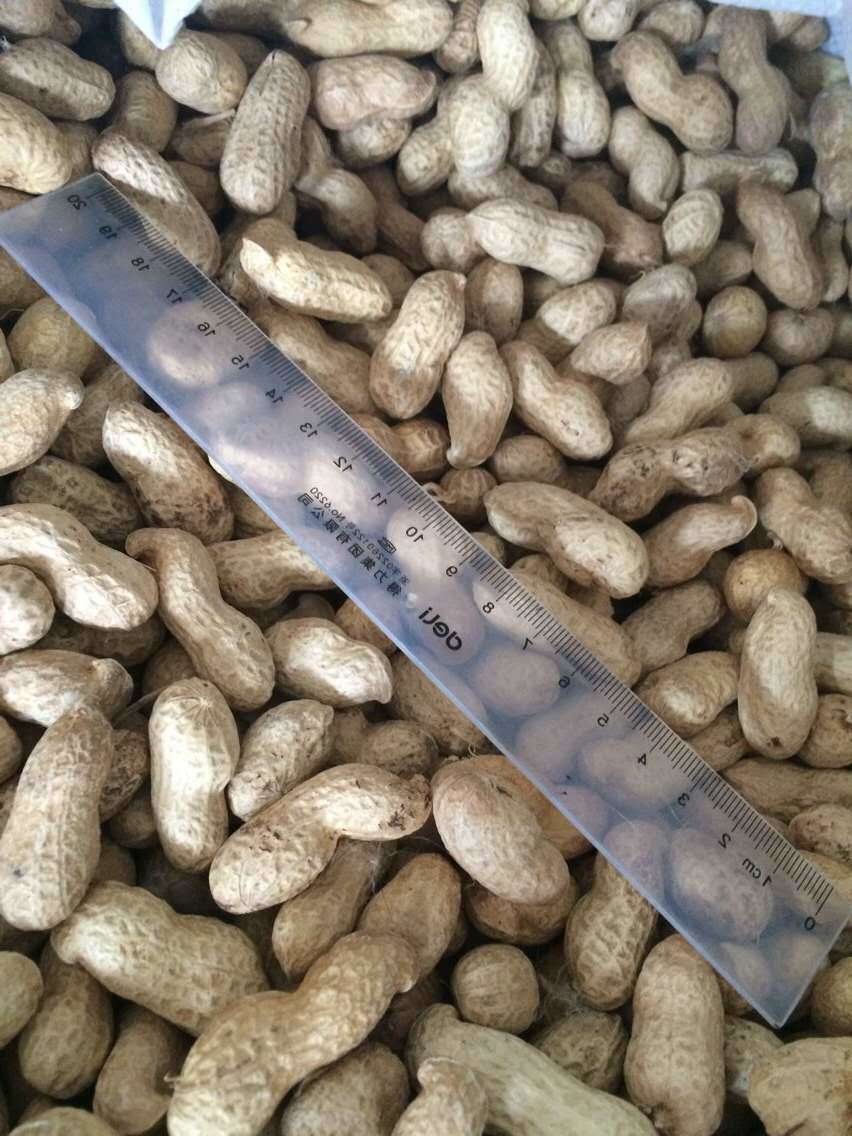 Export Excellent Peanut in Shell