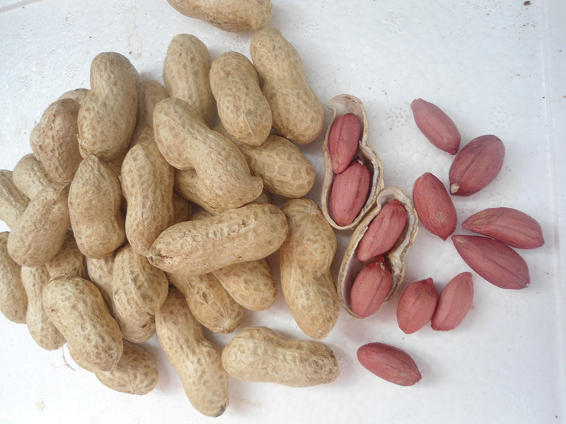 High Quality for Exporting Peanut in Shell