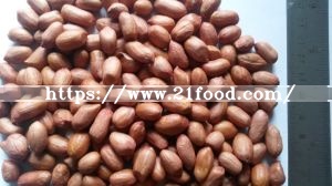 High Quality Peanut Kernel 28/32