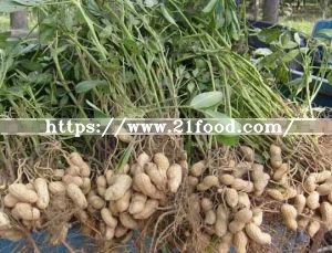 New Crop for Exporting Red Skin Peanut Kernel