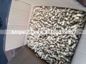 High Quality for Exporting Peanut in Shell