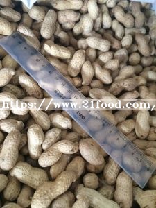 High Quality for Exporting Peanut in Shell