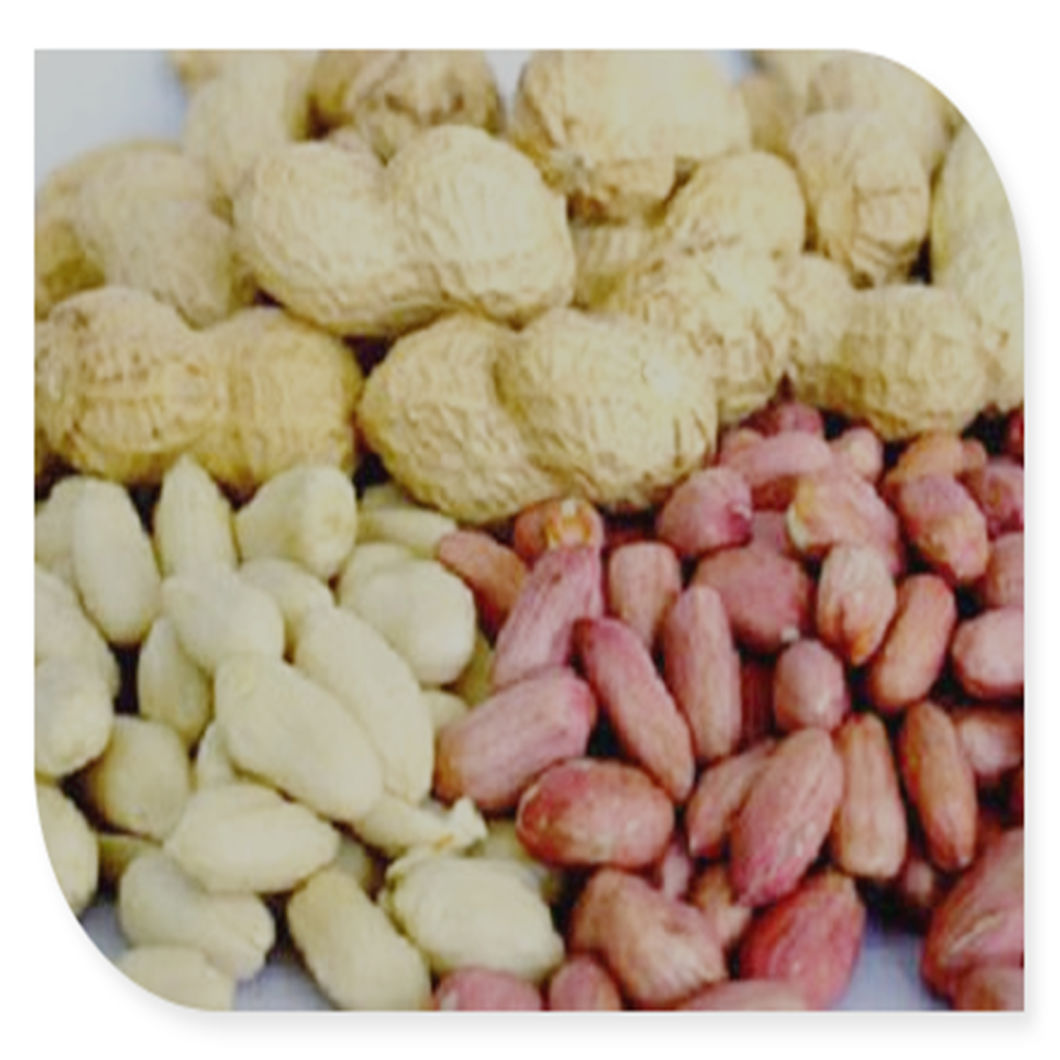 Dongbei Origin Nut and Seed Baisha Round Shape Peanut Kernel