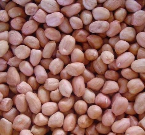 Hot Sale Red Skin Peanut Premium Quality