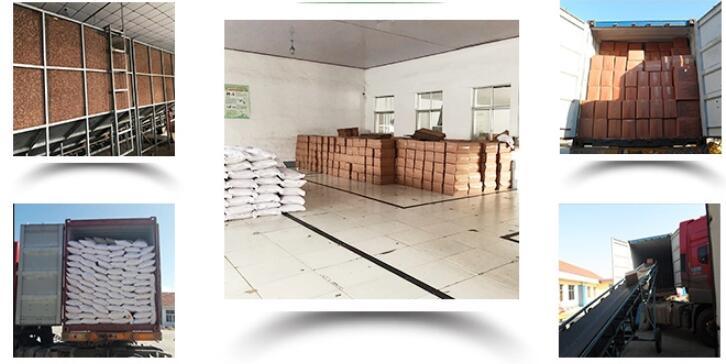 Hot Sale Red Skin Peanut Premium Quality