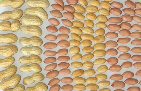 Food Ingredient Tog Grade Dehydrated Raw Red Skin Peanut for Export