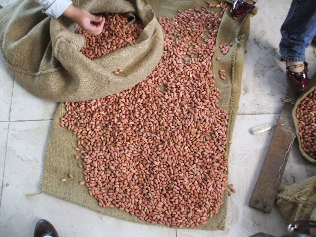 Food Dehydrated Raw Red Skin Peanut for Export
