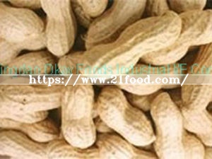 Peanut in Shell and Kernel with Best Price