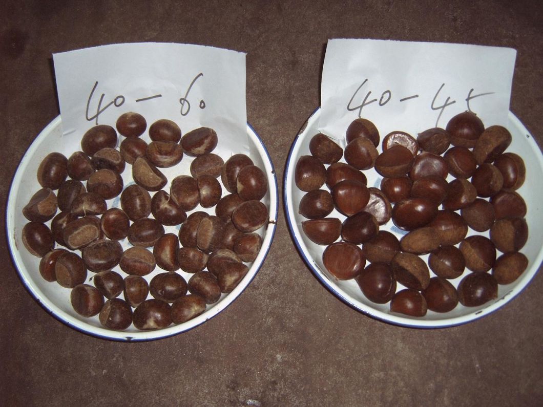 New Crop Fresh Chestnut at Competitive Price