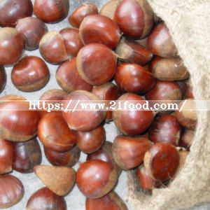 New Crop Fresh Chestnut at Competitive Price
