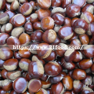 New Crop Fresh Chestnut at Competitive Price