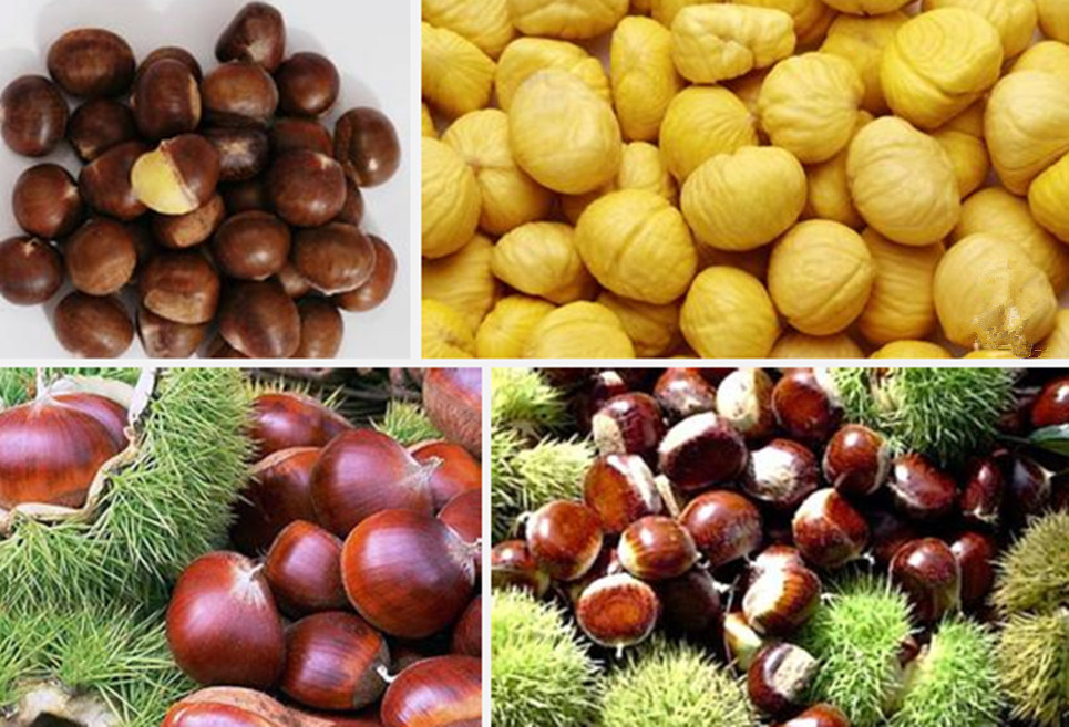 2016 New Crop Chinese Chestnuts
