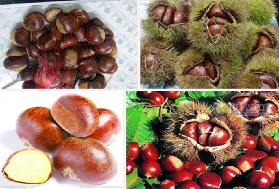 2016 New Crop Chinese Chestnuts