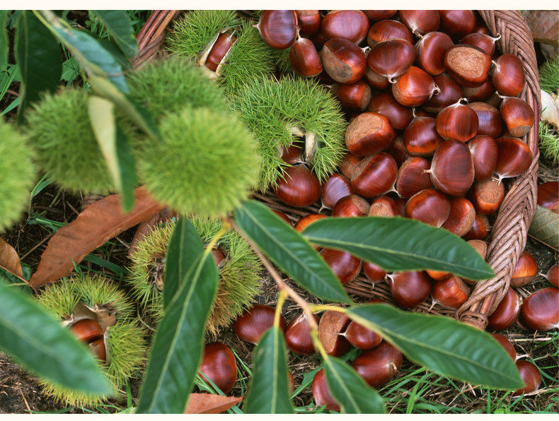 2016 Chinese Organic Fresh Chestnuts Raw Chestnut