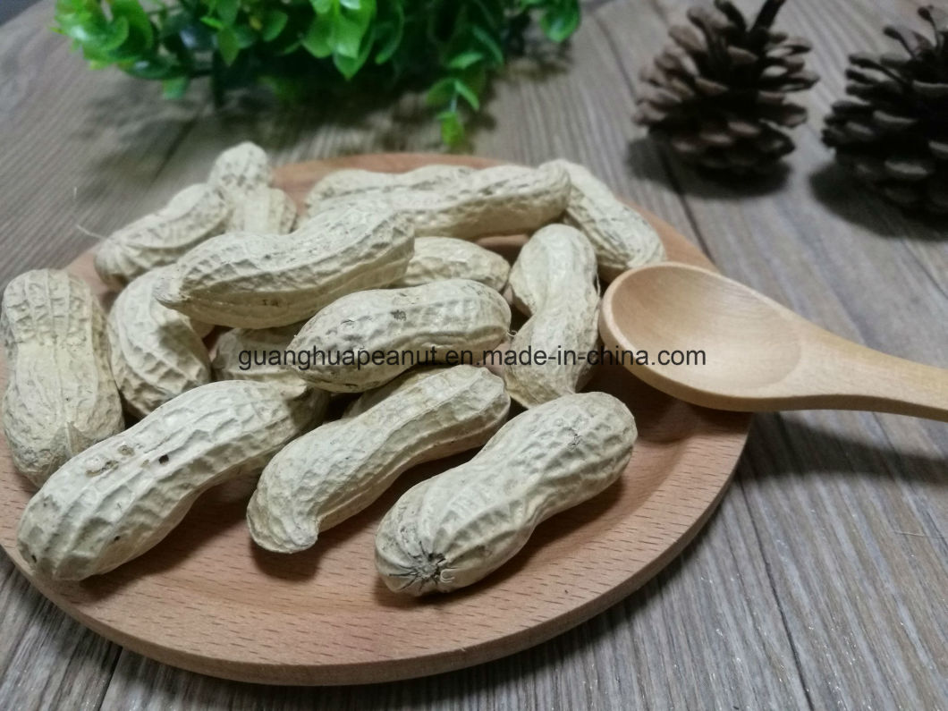 New Crop Peanut in Shell Long Type/Round Type From China