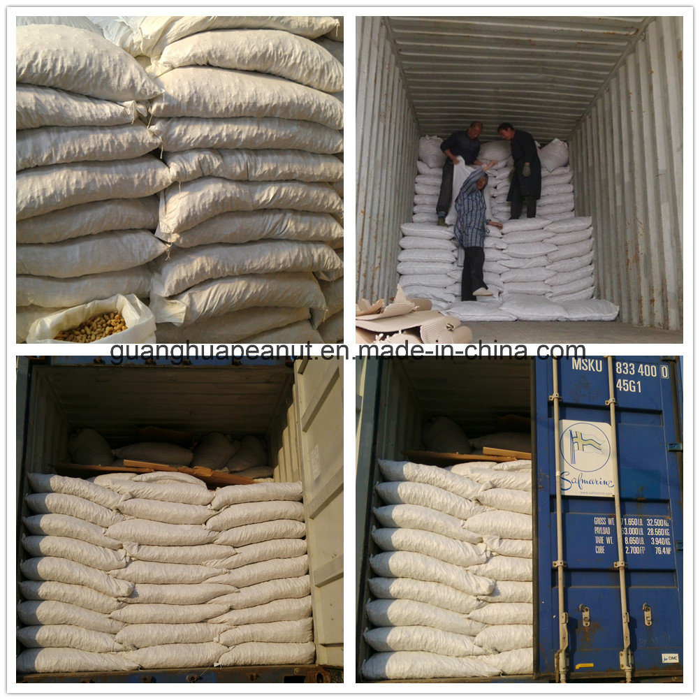 New Crop Peanut in Shell Long Type/Round Type From China