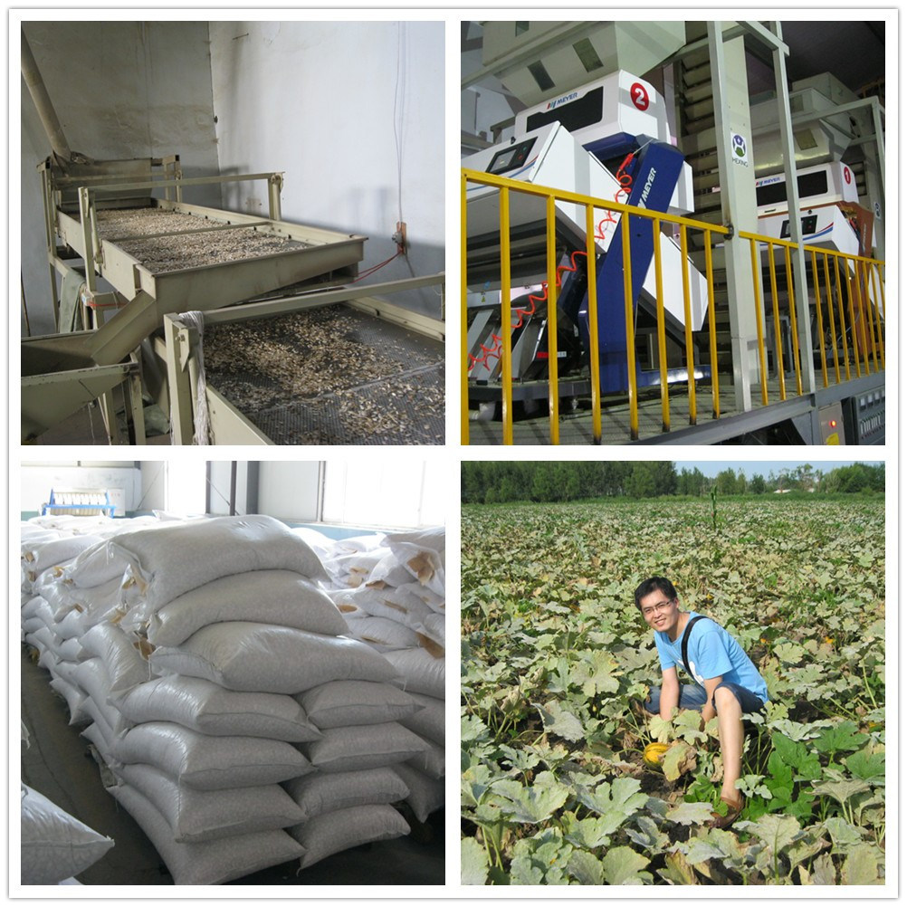New Crop Grow Without Shell Pumpkin Seeds AAA From China