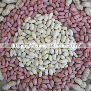 New Crop Peanut in Shell Long Type/Round Type From China