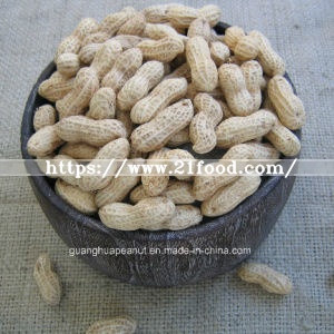 New Crop Peanut in Shell Long Type/Round Type From China