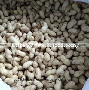 New Crop Peanut in Shell Long Type/Round Type From China