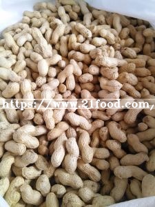 New Crop Peanut in Shell