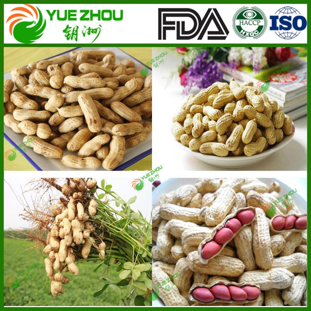 2019 Fresh Raw Peanut in Shell with High Quality