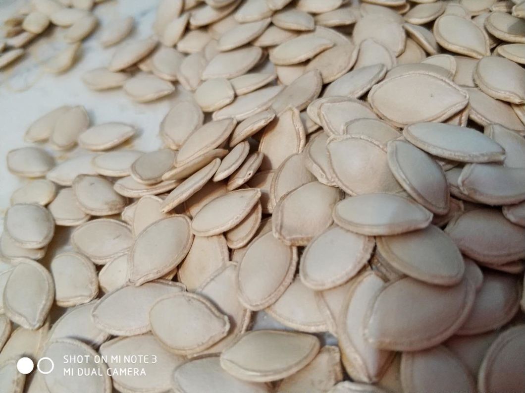 Pumpkin Seed From Inner Mongolia Wholesale