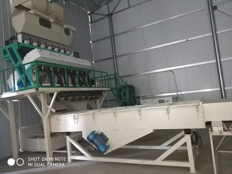Flower Seeds From Inner Mongolia Wholesale