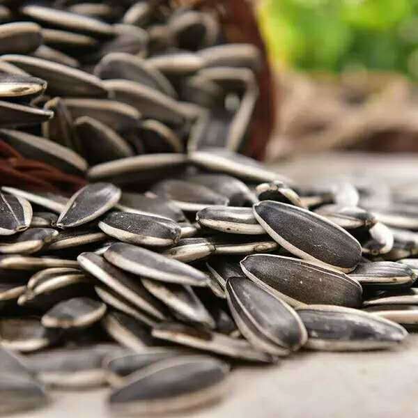 Big Size Sunflower Seeds 363 Wholesale