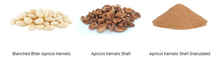 Chinese Almonds for Export / Almonds in Shell